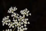 Coastal plain angelica